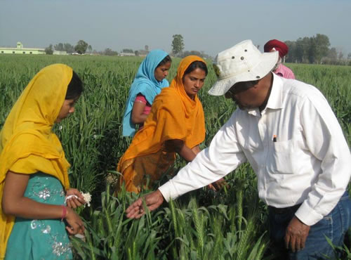Nobel de Agricultura,Anjaya Rajaram, mexicano naturalizado nacido en la India, fue el ganador del Nobel de la agricultura.
