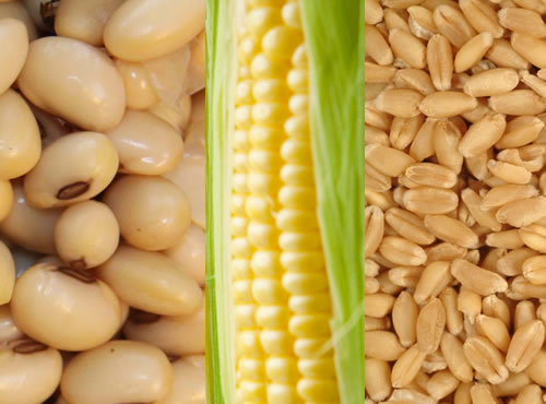 El precio del trigo cae a su nivel más bajo en cinco años,El valor de los seis principales alimentos sigue inestable: bajan también la soya y el maíz; y suben azúcar, café y cacao