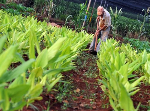 EEUU, a la conquista del mercado cubano de cereales, Washington quiere aprovechar su nueva política de apertura con La Habana para convertirse en el principal exportador de trigo y maíz a la isla