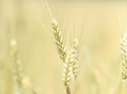 Crisis del trigo en Argentina, La cosecha de la campaña 2015-2016 caerá a 10,5 millones de toneladas debido al excedente de cereal que quedó sin vender el año anterior y los productores culpan al Gobierno