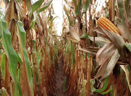 El maíz puede alterar el mercado de cereales,Todo el mundo mira a Francia y China para saber por dónde se van a mover los precios y cuáles serán sus efectos