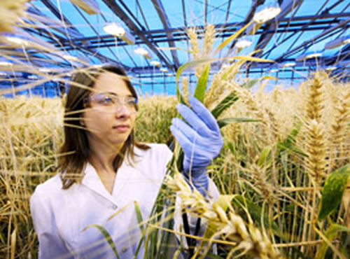 Gatersleben: el laboratorio del trigo,Bayer triplica la capacidad del Centro Europeo dedicado a mejorar el cultivo del cereal con el desarrollo de innovadores métodos científicos