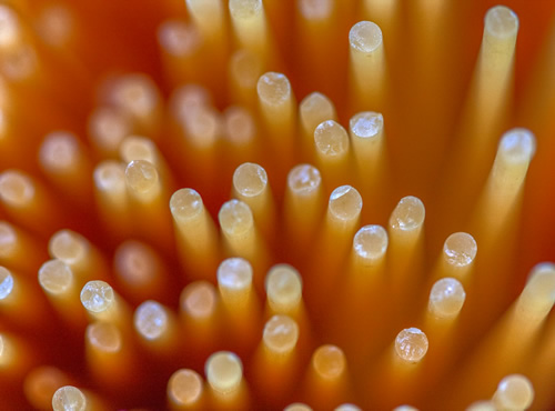 Espagueti saludable: recetas ligeras, Ligero, equilibrado y lleno de sabor.