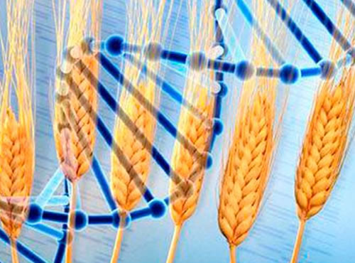 Liberan la información sobre el genoma del trigo,Científicos y empresas de todo el mundo podrán utilizar los datos para mejorar los cultivos
