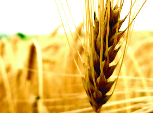 Genoma del trigo: el pan del mañana, Los expertos alertan de que descifrar los secretos del cereal será clave para asegurar la soberanía alimentaria ante las amenazas de la superpoblación, el cambio climático y la escalada de precios por la fabricación de biocombustibles.