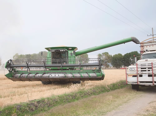 “No sabemos qué sembrar”,Incertidumbre en los agricultores del Valle del Yaqui, que reducirán esta campaña la superficie de cultivo de trigo en 30 mil hectáreas