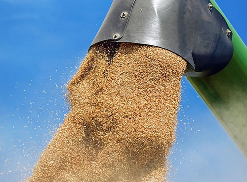Las reservas de trigo en EEUU alcanzan su máximo nivel en 30 años, La producción aumentó un 12% y su exportación de cereal a los mercados internacionales cayó en picado en los últimos meses