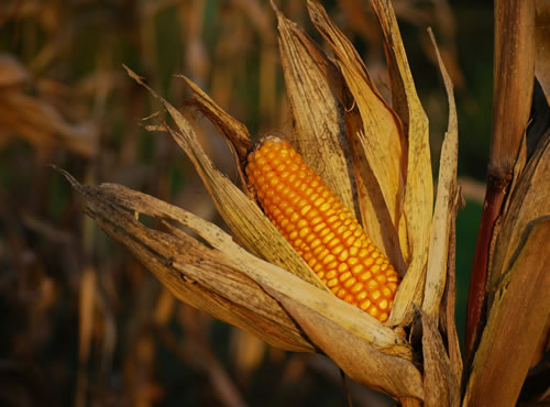 De Maíz y Trigo: Ingredientes que Conectan Nuestra Historia