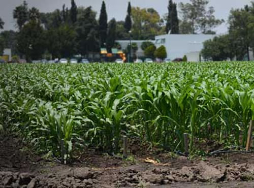 Cimmyt: el Arca de Noé del maíz y el trigo, Más de 200 investigadores internacionales forman su plantilla base y operan un centenar de proyectos al año