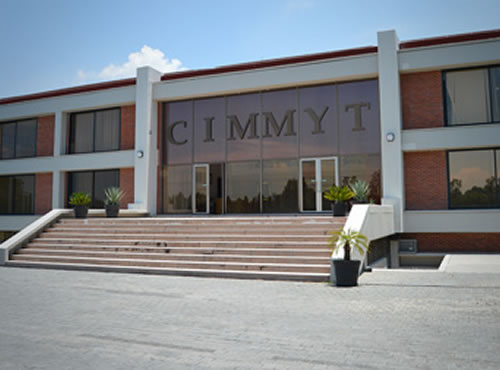 Cimmyt: el Arca de Noé del maíz y el trigo,Más de 200 investigadores internacionales forman su plantilla base y operan un centenar de proyectos al año