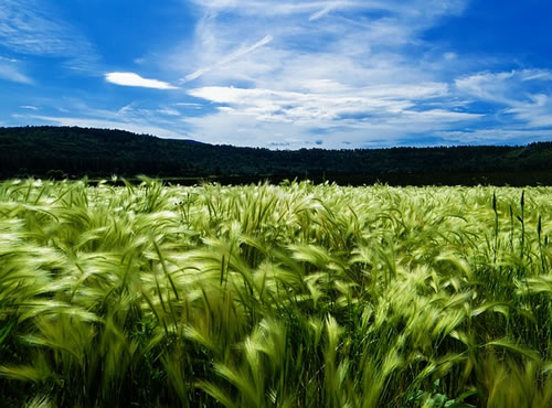 EEUU: menos trigo y más barato, Las perspectivas para la campaña 2016-2017 indican que los precios de este cereal seguirán en retroceso por cuarto año consecutivo