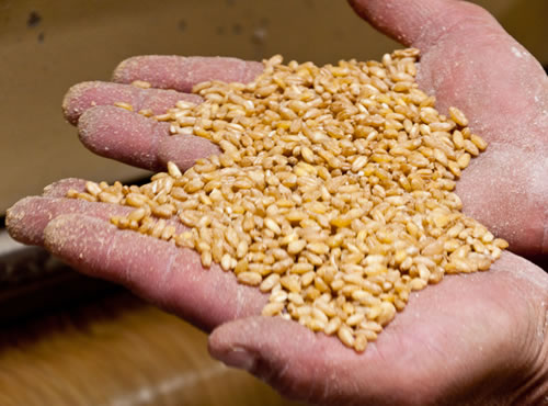 La FAO prevé una contracción del mercado del trigo, El comercio mundial de este cereal disminuirá en un 2,4 % en la campaña 2015/16 con respecto al año anterior y se situará en 150 millones de toneladas.