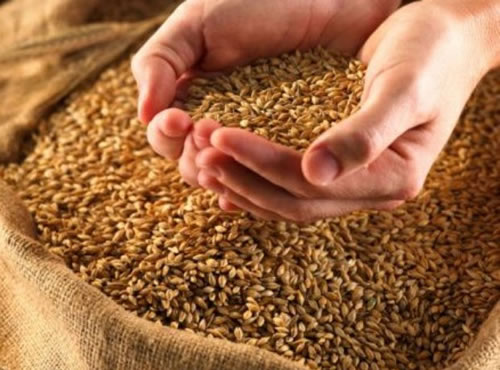 México envía 30 mil toneladas de trigo a Venezuela,Esta remesa ayudará a paliar la ‘crisis del cereal’ que vive el país y que ha provocado el caos en la industria harinera