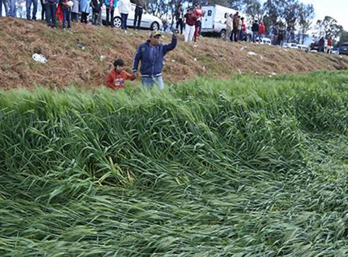 Misterio navideño en los campos de trigo de Texcoco,Vuelven a aparecer figuras geométricas de gran tamaño en las zonas de cultivo