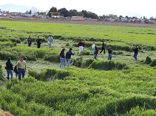 Misterio navideño en los campos de trigo de Texcoco,Vuelven a aparecer figuras geométricas de gran tamaño en las zonas de cultivo