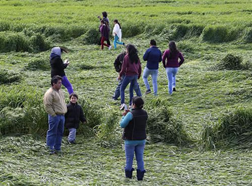 Misterio navideño en los campos de trigo de Texcoco,Vuelven a aparecer figuras geométricas de gran tamaño en las zonas de cultivo