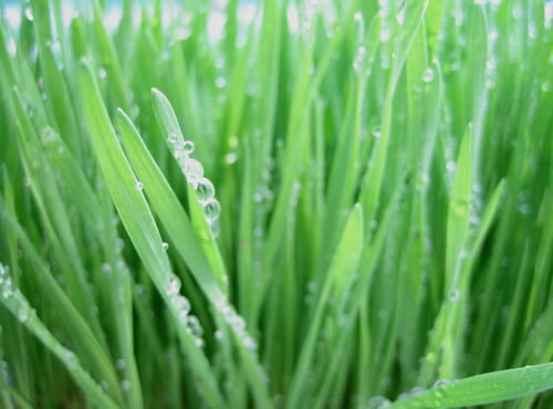 Hierba de trigo: elixir verde, Su consumo ayuda al organismo a regenerar los glóbulos rojos que trasladan el oxígeno a todas las células del cuerpo y favorece la pérdida de peso de forma saludable.