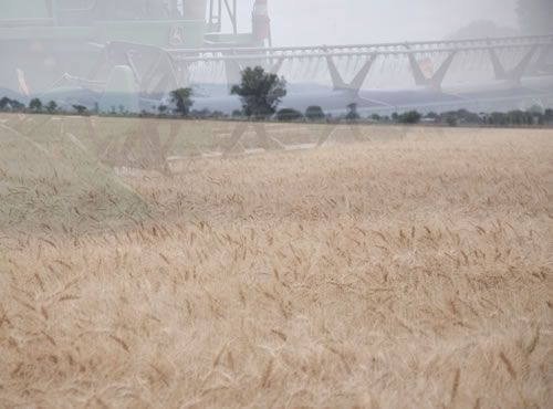 Aumenta la producción de trigo, La temporada 2014/2015 finaliza con una cosecha mundial de 726 millones de toneladas, 9,6 millones de toneladas más que el año anterior.