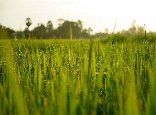 Cultivar arroz o trigo marca la evolución cultural,Un estudio de la Universidad de Virginia realizado en China avala la teoría de que el tipo de siembra marca el carácter de los pueblos