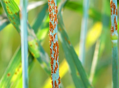 Roya del trigo: el hongo del hambre, Las fuertes lluvias y el exceso de humedad devastan cosechas en México y reavivan la aparición de esta plaga conocida como la polio de la agricultura.