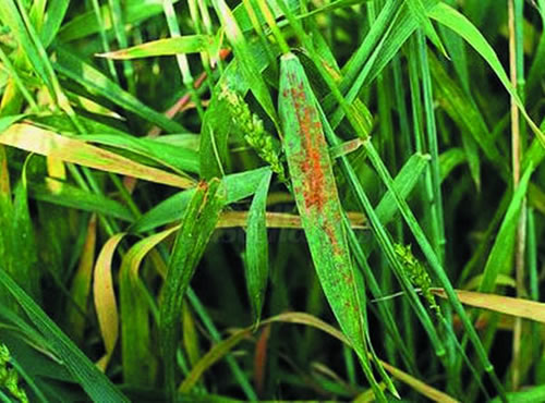 La roya del trigo se hace fuerte en Tlaxcala, La plaga muta y planta cara a los fungicidas