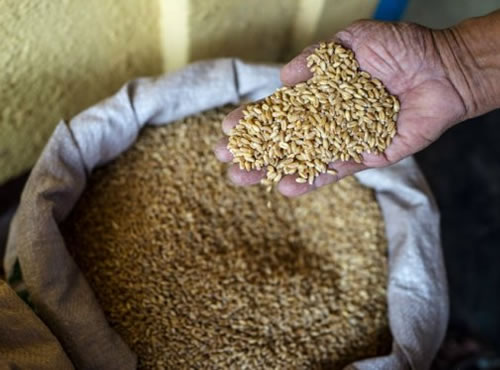 Estados Unidos ya no puede almacenar más trigo,La reducción de la demanda y el aumento de la producción colapsan los silos de grano