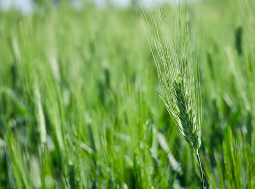 Preocupación en EEUU por trigo transgénico, El Departamento de Agricultura reveló el hallazgo de una variedad experimental de trigo no aprobada en un campo agrícola de Oregón