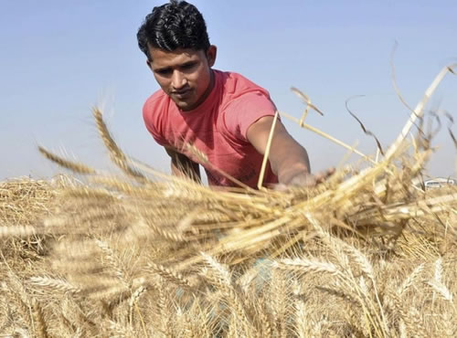 Trigueros del Valle de Mexicali exigen ayudas al Estado, Más de 10 mil productores de Baja California piden un trato equitativo y la compensación de mil 920 pesos por hectárea otorgada a Sonora 