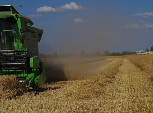 Histórico: Argentina importará trigo de Uruguay, Es la primera vez que el país compra trigo al extranjero para abastecer sus molinos