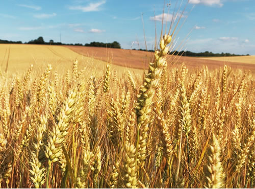 Sonora y Chihuahua: el trigo es rentable si supera los 4 mil pesos por tonelada , Los productores de ambos estados alertan a Sagarpa de que si el precio está por debajo de esa cota sufrirán fuertes pérdidas