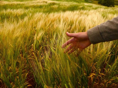 México destina el 80% del trigo a la industria panificadora, Sonora mantiene su liderazgo en la producción de este cereal