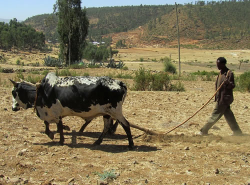 Crisis alimentaria en Etiopía por la falta de trigo, El mayor consumidor de este cereal del África subsahariana perdió cerca del 90% de sus cosechas por la sequía y el grano importado colapsa el puerto de Yibuti 