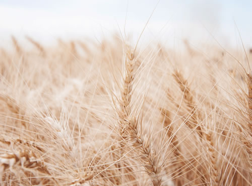 Preferencia al trigo harinero, Programa de reconversión de cultivos que de la Secretaría de Agricultura. 
