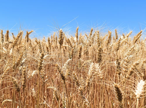 México exportó 909 mil toneladas de trigo en 2016, Las nuevas tecnologías impulsaron un aumento de casi el 20% en la producción nacional de este cereal