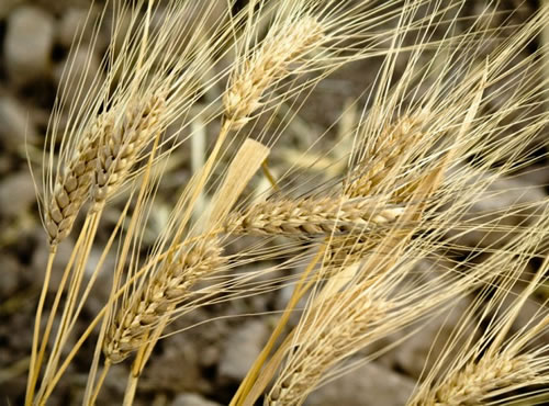 En busca del trigo antiguo, Las plantas actuales han perdido genes a causa de la domesticación, lo que las hace más vulnerables a las plagas y el cambio climático