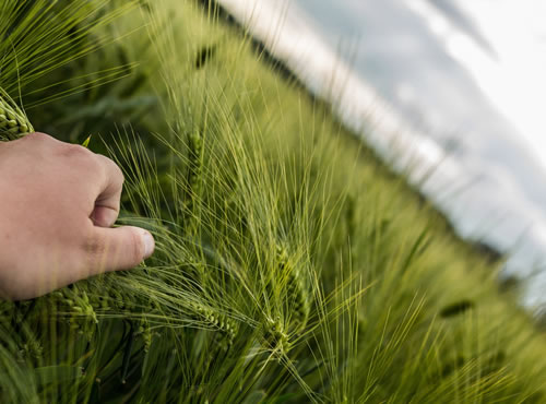 Canadá reduce su producción de trigo duro, Los productores sembrarán casi un 9% menos de este cereal en 2016 por el desplome de los precios.