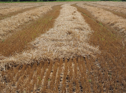 Cuando el trigo se hace plástico, Proyecto Bugworkers: un consorcio europeo desarrolla un bioplástico fabricado a partir de la paja de este cereal.