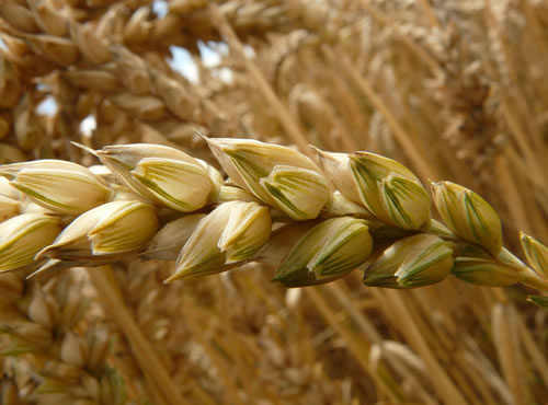 Sonora apuesta por el trigo orgánico, Productores del Valle del Yaqui siembran parcelas experimentales con el apoyo del Instituto Nacional de Investigaciones Forestales, Agrícolas y Pecuarias (INIFAP)