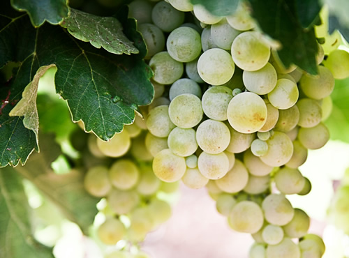 La historia de la tradición de las uvas en fin de año, Origen, significado y cómo celebrarla.
