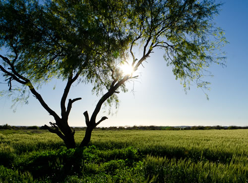 El cambio climático azota el Valle del Yaqui, Los productores del granero de México estiman que las pérdidas sufridas en 2015 rondarán los dos mil millones de pesos.