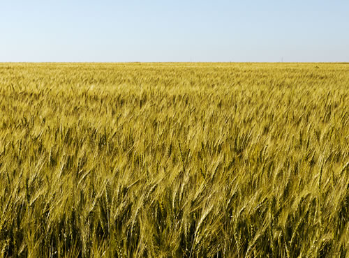 Menos trigo en el Valle del Yaqui, El cultivo se reducirá en un 10% ante la falta de apoyos federales y la subida del dólar.
