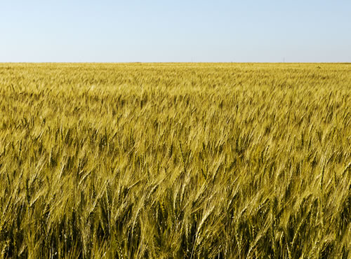 El cultivo se reducirá en un 10% ante la falta de apoyos federales y la subida del dólar., El cultivo se reducirá en un 10% ante la falta de apoyos federales y la subida del dólar.