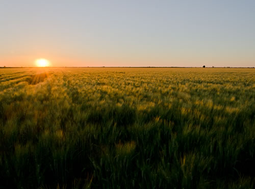 Valle del Yaqui: el granero de México,En el estado de Sonora se produce el 50% del trigo nacional, el tercer alimento más consumido en la República tras el maíz y el frijol. 