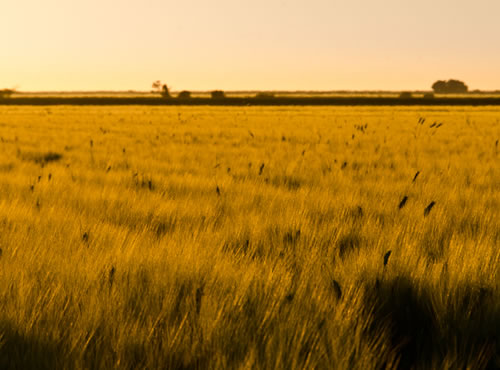 Valle del Yaqui: el granero de México,En el estado de Sonora se produce el 50% del trigo nacional, el tercer alimento más consumido en la República tras el maíz y el frijol. 