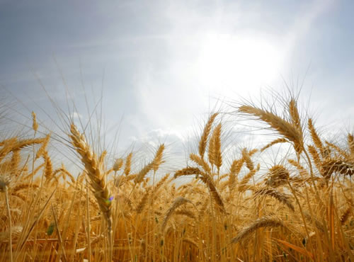 México presenta once nuevas variedades de trigo, Sus características genéticas: alto rendimiento, resistencia a las plagas y adaptación al cambio climático