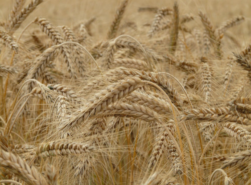 Ayudas al trigo cristalino en Sonora, El acuerdo entre los productores y las autoridades federales y estatales asciende a 765 millones de pesos