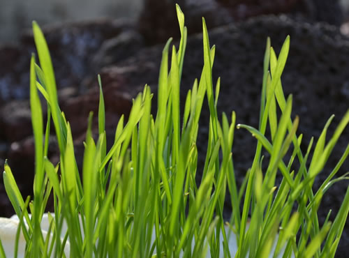 Wheatgrass: los secretos del pasto de trigo, El consumo de este ‘superalimento’ sigue al alza y su cultivo en casa marca tendencia en Estados Unidos.