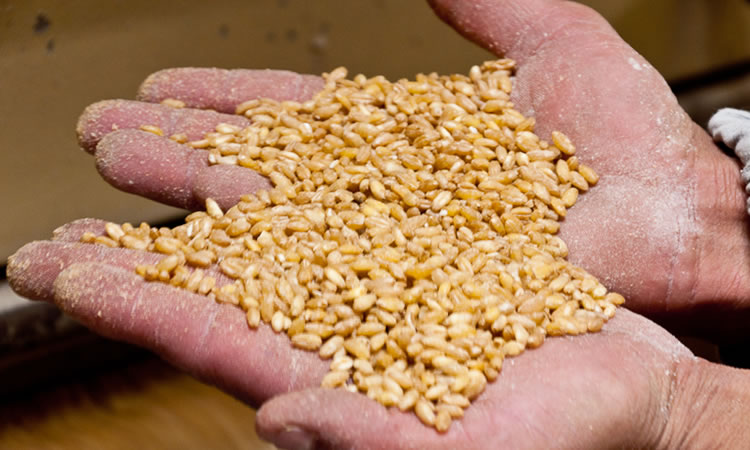 Munsa cuenta con campo experimental en el cual se desarrollan desde semilla original  hasta lograr la semilla certificada apta para el desarrollo comercial de cada variedad, en Valle de San Luis Rio Colorado.